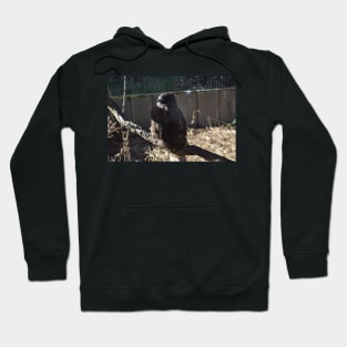 Hawk Hoodie